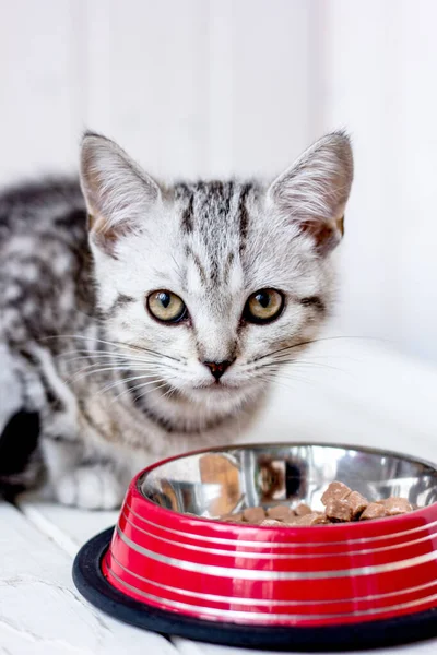 Vacker Grå Kattunge Och Röd Matskål — Stockfoto