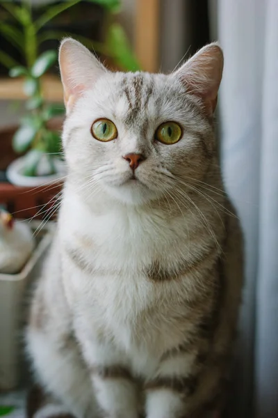 Портрет Красивой Серой Шотландской Прямой Кошки — стоковое фото