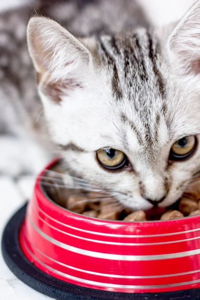 Grey scottish kitten eats food from pet bowl