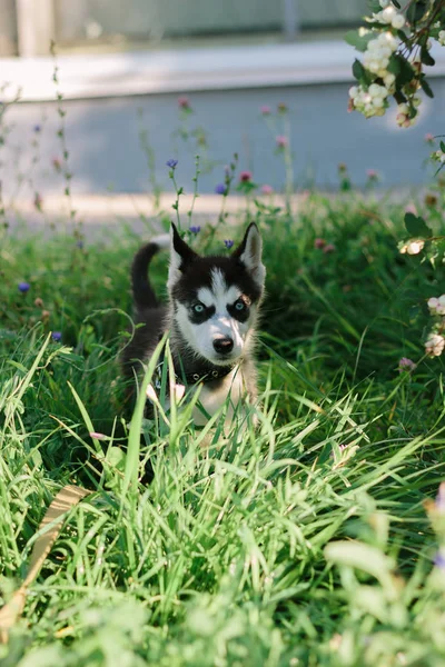 Pequeno Cão Husky Grama Verde Dia Ensolarado — Fotografia de Stock