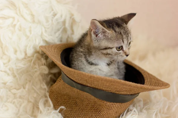 Söt Liten Kattunge Sitter Hatt — Stockfoto