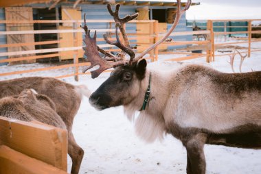Kış mevsiminde hayvan çiftliği otlağında ren geyiği
