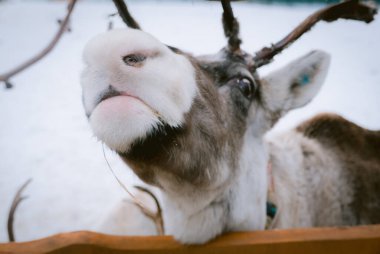 Kış mevsiminde hayvan çiftliği otlağında ren geyiği