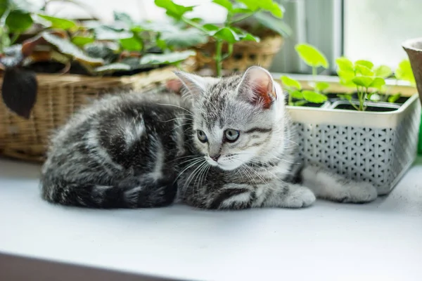 Gatito Gris Sentado Superficie Blanca Cerca Las Plantas Caseras —  Fotos de Stock