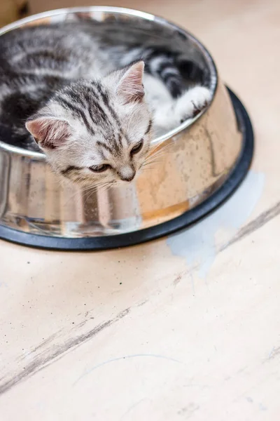 Очаровательная Серая Кошка Лежащая Большой Миске Питомцем — стоковое фото