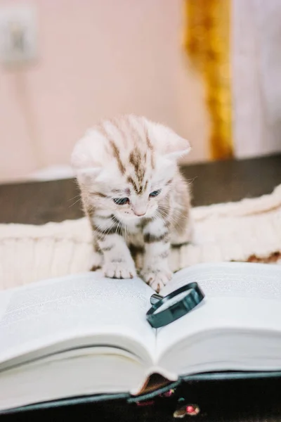 Kağıt Bir Kitabın Üzerindeki Sevimli Gri Kedi Yavrusu — Stok fotoğraf