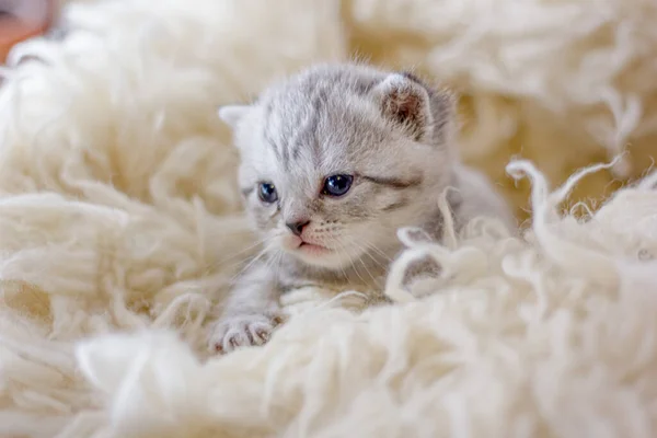 Симпатичный Серый Котёнок Белом Ковре — стоковое фото