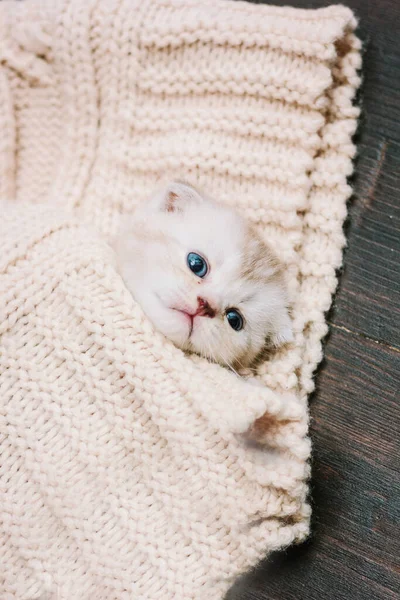 Adorable Gatito Una Manta Lana Caliente — Foto de Stock