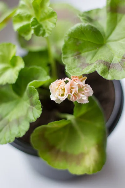 Belle Petite Pelargonie Rose Dans Pot — Photo