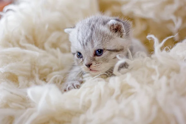 白いカーペットの上の愛らしいグレーの子猫 — ストック写真