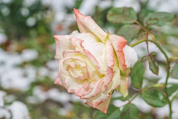 La neige gît sur la rose gelée en plein air close-up. Début d'hiver . — Photo