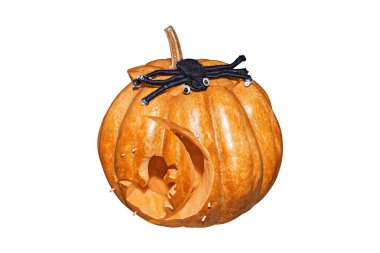 Kabak ve beyaz arka plan üzerinde izole Cadılar Bayramı için örümcek