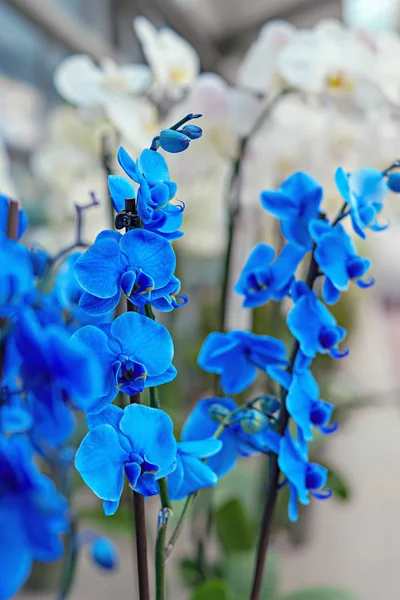 Blue and white orchids. Selective focus on blue orchid branch