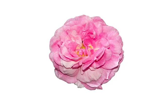 Rosa gammal trädgård ros isolerad på vit bakgrund — Stockfoto