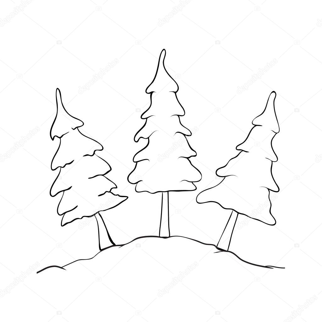 Black-white spruce isolated