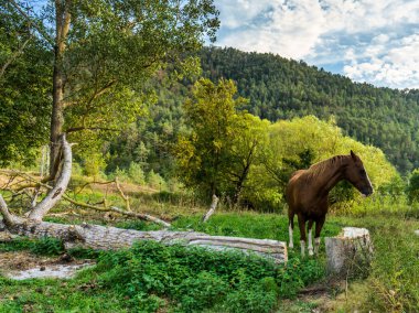 doğada at