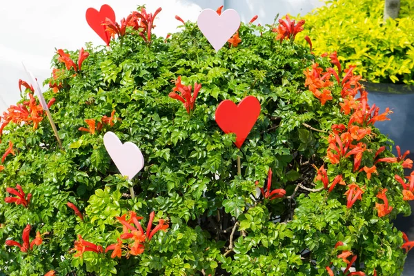 red heart in plant