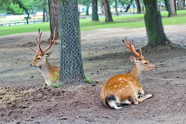 Rådjur framför student och turist vid vägkanten av Nara park,Japan.Selective fokus. — Stockfoto