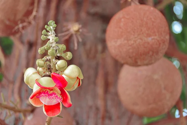 Indah dalam warna merah muda bunga cannonball (panggilan Sal Flower di Thailand) dan buah di pohon. Fokus selektif . — Stok Foto