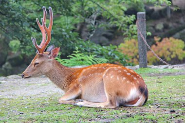 Geyik Nara park,Japan.Selective odak sakin ol..