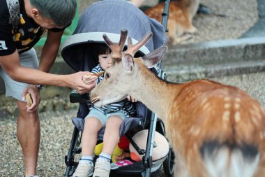Turistler geyik ile çerezleri üzerinde yan zevk.