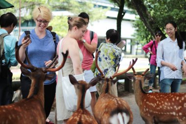 Turistler geyik ile çerezleri üzerinde yan zevk.