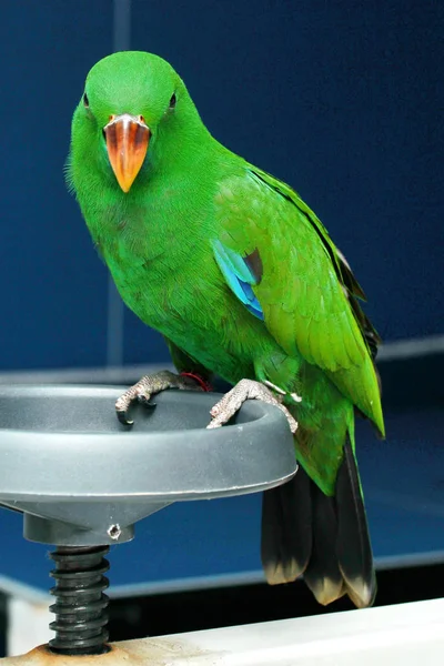 Homme Eclectus Parrot, deux mois . — Photo