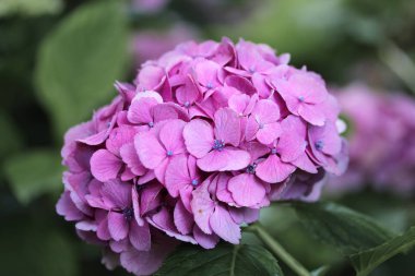 Ortanca kutlama Fujinomori iyet adlı güzel ortanca