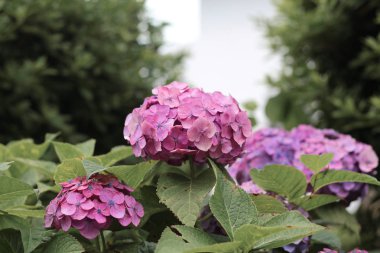 Ortanca kutlama Fujinomori iyet adlı güzel ortanca