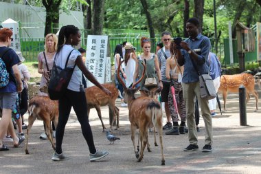Turistler geyik ile çerezleri üzerinde yan zevk.