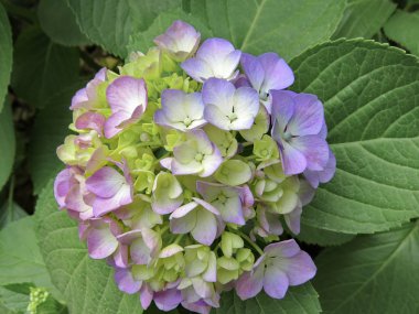 Ortanca kutlama Fujinomori iyet adlı güzel ortanca