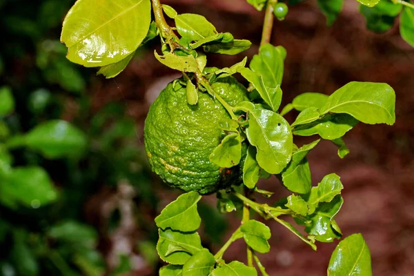 Kebun jeruk nipis Kaffir, buah kapur Kaffir di pohon . — Stok Foto
