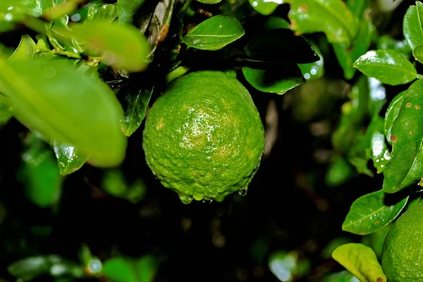 Огород из лайма, плоды из лайма с каплей воды на поверхности — стоковое фото