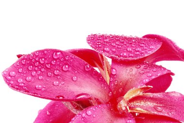 Kırmızımsı pembe Canna Lily çiçeğe su damla ile.