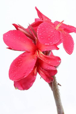 Kırmızımsı pembe Canna Lily çiçeğe su damla ile.