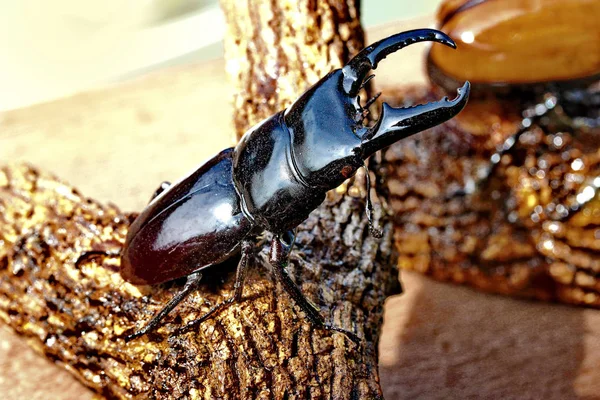 Staffed Dorcus titanus typhon stag beetle  ,male , perched on br — Stock Photo, Image