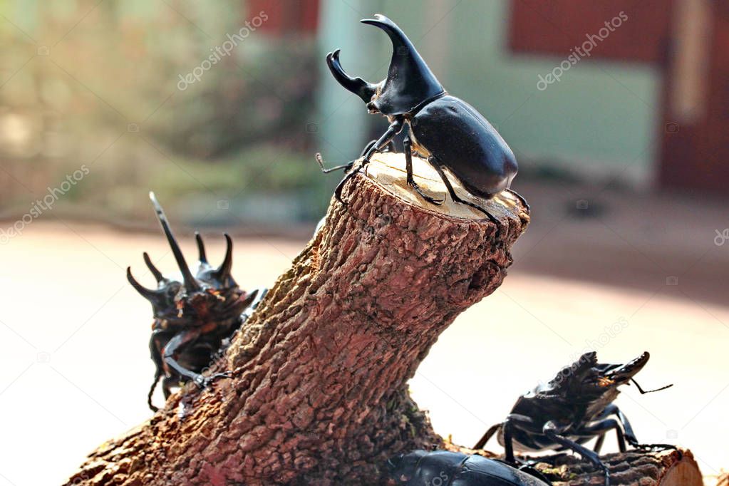 Staffed Rhinoceros beetle ,male , perched on stump. Selective fo