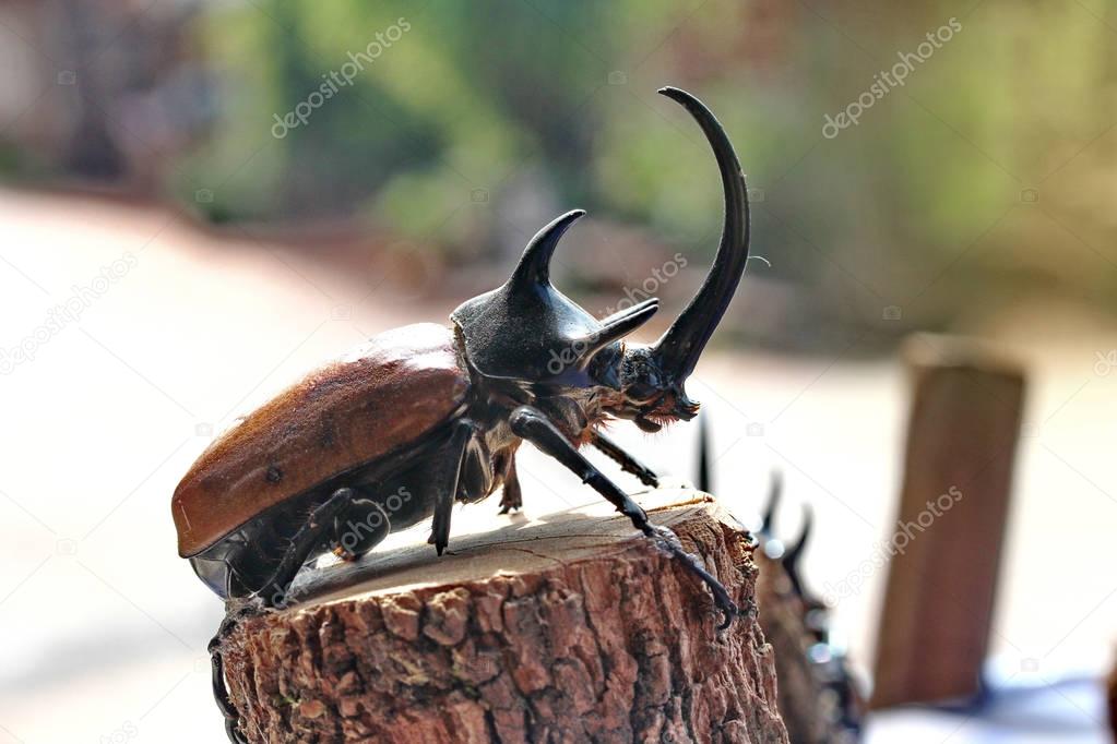Staffed five horns beetle ,male , perched on stump. 