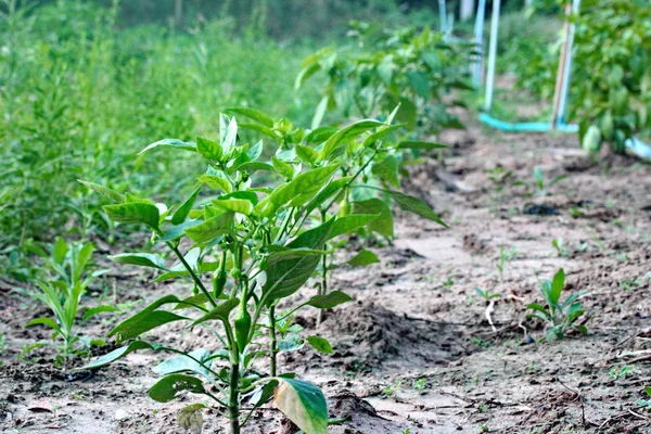 Pimentón plantado A través de una tubería de agua a través . —  Fotos de Stock