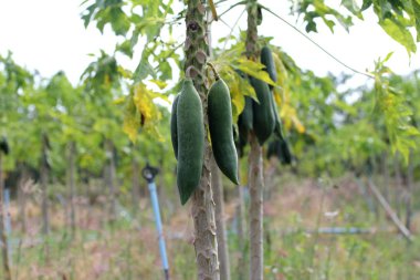 Bahçe, bitki meyve ağacı üzerinde papaya. Seçici odak.