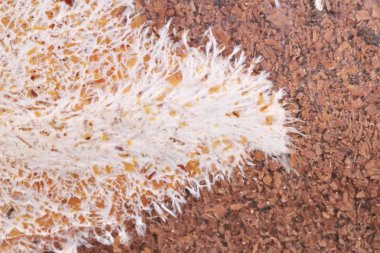 Sanat, enfekte mantar çanta Bambu mantar, doku üzerinde