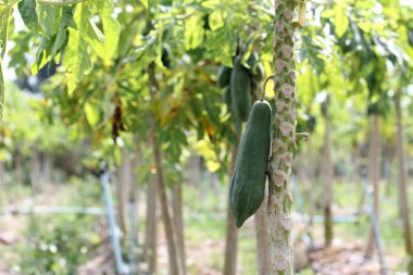 Bahçe, bitki meyve ağacı üzerinde papaya. Seçici odak.
