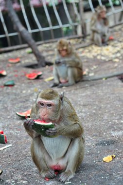 Maymunlar karpuz yeme keyfini çıkarın.