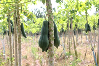 Bahçe, bitki meyve ağacı üzerinde papaya. Seçici odak.