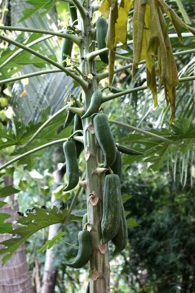 Bahçe, bitki meyve ağacı üzerinde papaya. Seçici odak.