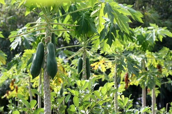 Kebun pepaya, buah Herb di pohon. Fokus selektif . — Stok Foto