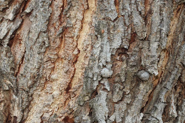 Texture of bark background,tree texture,wood background — Stock Photo, Image