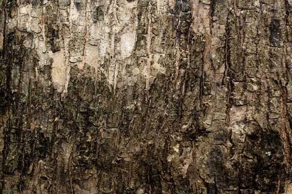 Texture of bark background,tree texture,wood background