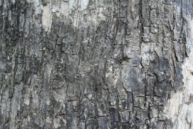 Kabuk arka plan ağaç doku, ahşap arka plan doku