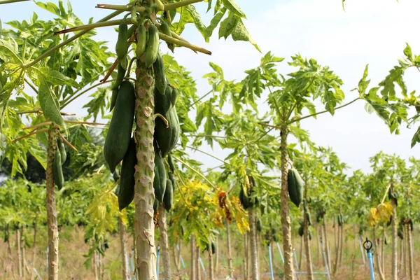 Bahçe, bitki meyve ağacı üzerinde papaya. Seçici odak.